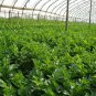 Seasons Celery, Apium Graveolens Seed 2000 PCS, Xi Qin