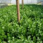 Seasons Celery, Apium Graveolens Seed 2000 PCS, Xi Qin