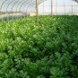 Seasons Celery, Apium Graveolens Seed 2000 PCS, Xi Qin