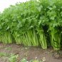 Seasons Celery, Apium Graveolens Seed 2000 PCS, Xi Qin
