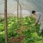 Seasons Celery, Apium Graveolens Seed 2000 PCS, Xi Qin