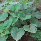 Red Pumpkin, Cucurbita Moschata Seed 300 PCS, Hong Pi Nangua