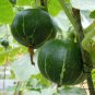 Red Pumpkin, Cucurbita Moschata Seed 300 PCS, Hong Pi Nangua