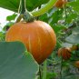 Red Pumpkin, Cucurbita Moschata Seed 300 PCS, Hong Pi Nangua