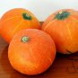 Red Pumpkin, Cucurbita Moschata Seed 300 PCS, Hong Pi Nangua