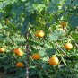 Red Pumpkin, Cucurbita Moschata Seed 300 PCS, Hong Pi Nangua