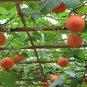 Red Pumpkin, Cucurbita Moschata Seed 300 PCS, Hong Pi Nangua