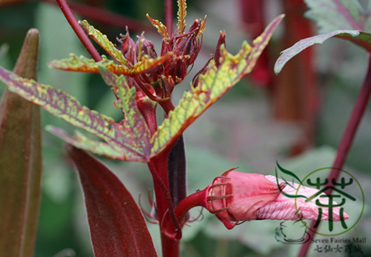 Red Okra Ochro, Abelmoschus Esculentus Seed 1000 PCS, Hong Qiukui