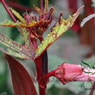 Red Okra Ochro, Abelmoschus Esculentus Seed 1000 PCS, Hong Qiukui