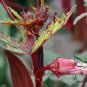 Red Okra Ochro, Abelmoschus Esculentus Seed 1000 PCS, Hong Qiukui