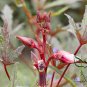 Red Okra Ochro, Abelmoschus Esculentus Seed 1000 PCS, Hong Qiukui