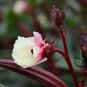 Red Okra Ochro, Abelmoschus Esculentus Seed 1000 PCS, Hong Qiukui
