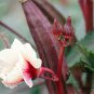 Red Okra Ochro, Abelmoschus Esculentus Seed 1000 PCS, Hong Qiukui