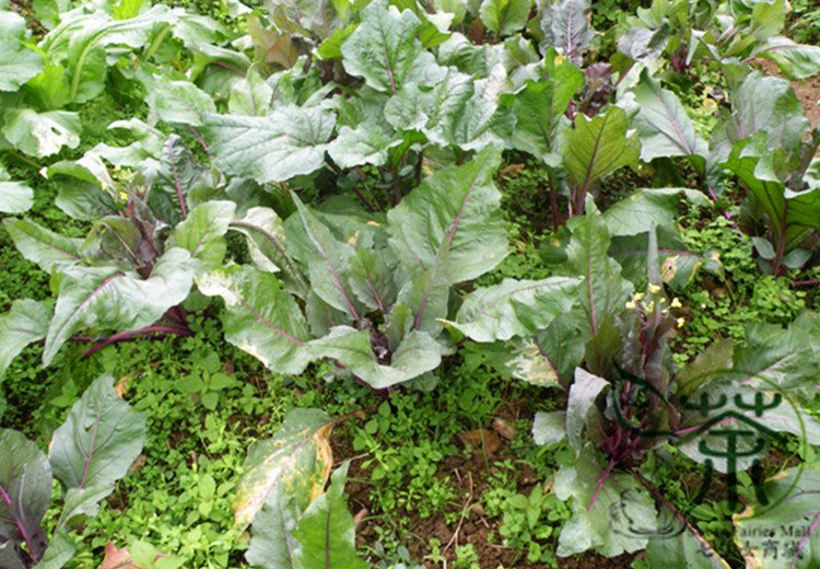 Red Oilseed Rape, Brassica Napus Seed 5000 PCS, Hong Youcai Tai