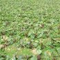 Red Oilseed Rape, Brassica Napus Seed 5000 PCS, Hong Youcai Tai