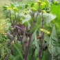 Red Oilseed Rape, Brassica Napus Seed 5000 PCS, Hong Youcai Tai