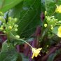 Red Oilseed Rape, Brassica Napus Seed 5000 PCS, Hong Youcai Tai