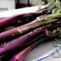 Red Oilseed Rape, Brassica Napus Seed 5000 PCS, Hong Youcai Tai