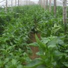 Red Bell Pepper, Capsicum Annuum Seed 2000 PCS, Sweet Pepper Hong Tian Jiao