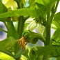 Red Bell Pepper, Capsicum Annuum Seed 2000 PCS, Sweet Pepper Hong Tian Jiao