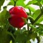 Red Bell Pepper, Capsicum Annuum Seed 2000 PCS, Sweet Pepper Hong Tian Jiao