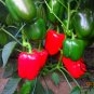 Red Bell Pepper, Capsicum Annuum Seed 2000 PCS, Sweet Pepper Hong Tian Jiao