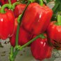 Red Bell Pepper, Capsicum Annuum Seed 2000 PCS, Sweet Pepper Hong Tian Jiao
