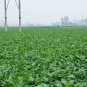 Raphanus Sativus, Small White Radish Seed 2000 PCS, Xiao Bai Luobo