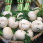 Raphanus Sativus, Small White Radish Seed 2000 PCS, Xiao Bai Luobo