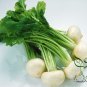 Raphanus Sativus, Small White Radish Seed 2000 PCS, Xiao Bai Luobo