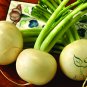 Raphanus Sativus, Small White Radish Seed 2000 PCS, Xiao Bai Luobo