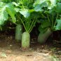 Raphanus Sativus, Green Radish Seed 2000 PCS, Qingluobo