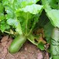 Raphanus Sativus, Green Radish Seed 2000 PCS, Qingluobo