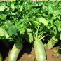 Raphanus Sativus, Green Radish Seed 2000 PCS, Qingluobo