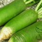 Raphanus Sativus, Green Radish Seed 2000 PCS, Qingluobo