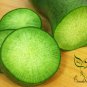 Raphanus Sativus, Green Radish Seed 2000 PCS, Qingluobo