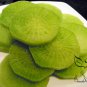 Raphanus Sativus, Green Radish Seed 2000 PCS, Qingluobo