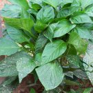 Purple Sweet Pepper, Bell Pepper Seed 2000 PCS, Capsicum Annuum Zi Tian Jiao
