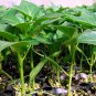 Purple Sweet Pepper, Bell Pepper Seed 2000 PCS, Capsicum Annuum Zi Tian Jiao