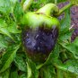 Purple Sweet Pepper, Bell Pepper Seed 2000 PCS, Capsicum Annuum Zi Tian Jiao