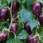 Purple Sweet Pepper, Bell Pepper Seed 2000 PCS, Capsicum Annuum Zi Tian Jiao