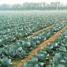 Purple Cabbage, Brassica Oleracea Seed 2000 PCS, Red Cabbage Zi Ganlan