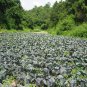 Purple Cabbage, Brassica Oleracea Seed 2000 PCS, Red Cabbage Zi Ganlan