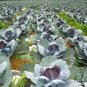Purple Cabbage, Brassica Oleracea Seed 2000 PCS, Red Cabbage Zi Ganlan