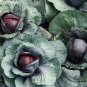 Purple Cabbage, Brassica Oleracea Seed 2000 PCS, Red Cabbage Zi Ganlan