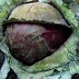 Purple Cabbage, Brassica Oleracea Seed 2000 PCS, Red Cabbage Zi Ganlan