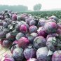 Purple Cabbage, Brassica Oleracea Seed 2000 PCS, Red Cabbage Zi Ganlan