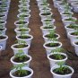 Potted Tomato, Lycopersicon Esculentum Seed 2000 PCS, Penzai Xihongshi