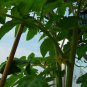 Potted Tomato, Lycopersicon Esculentum Seed 2000 PCS, Penzai Xihongshi
