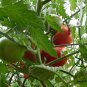 Potted Tomato, Lycopersicon Esculentum Seed 2000 PCS, Penzai Xihongshi